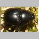 Anoplotrupes stercorosus - Mistkaefer 01d - Sandgrube Niedringhaussee.jpg